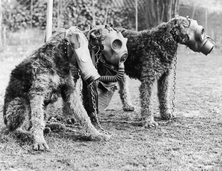 Three dogs wearing gas masks
