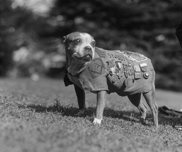 Sergeant Stubby wearing his chamois