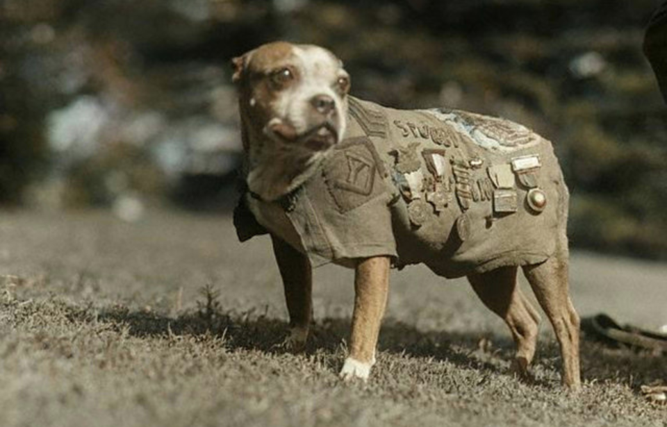 Photo Credit: Terrier Hero of Georgetown / Wikimedia Commons / Public Domain (Colorized by Palette.fm)