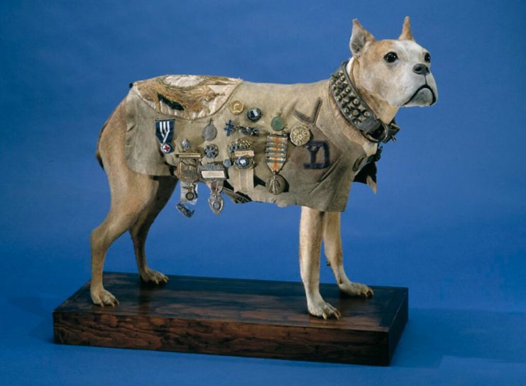 Taxidermied Sergeant Stubby