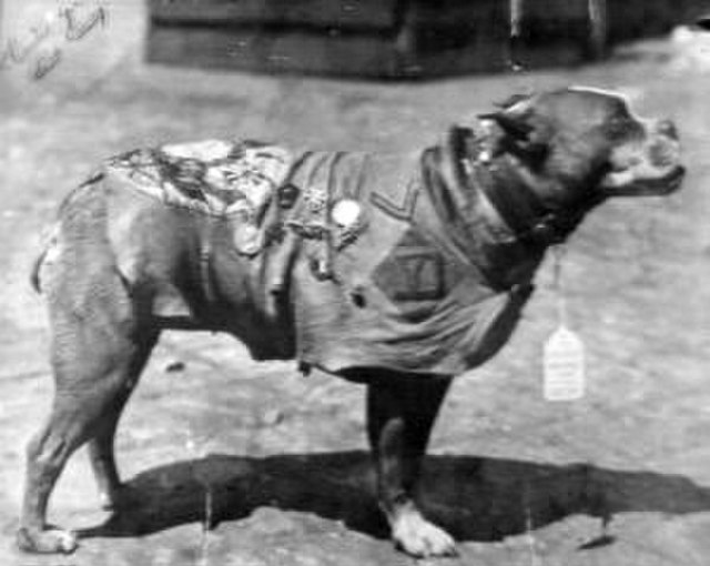 Sergeant Stubby wearing his chamois coat