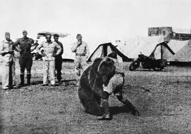 Soldiers watching as Wojtek wrestles with a comrade