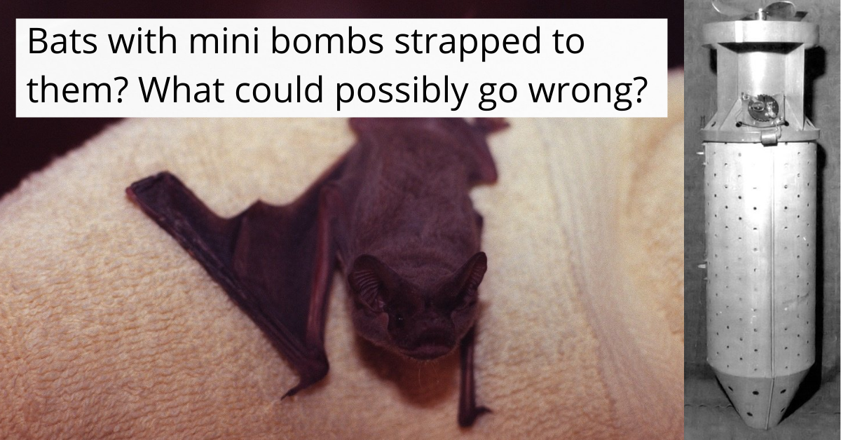 The Bat Bomb Proves The US Military Will Try Anything Once War History Online