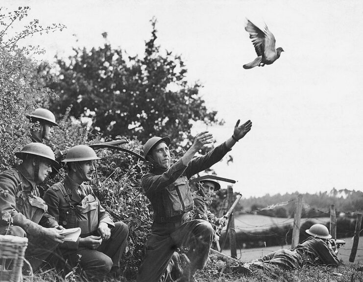 Four British soldiers letting a pigeon loose while a fifth aims his weapon in the opposite direction in the distance