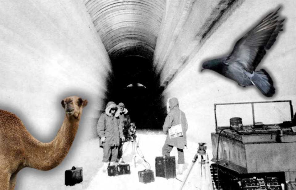 Military personnel standing in an ice tunnel + Camel + Pigeon flying