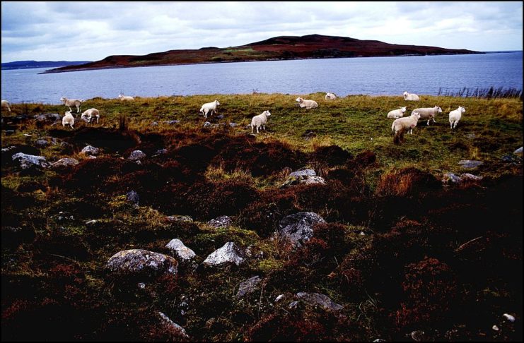 Heard of sheep grazing on grass