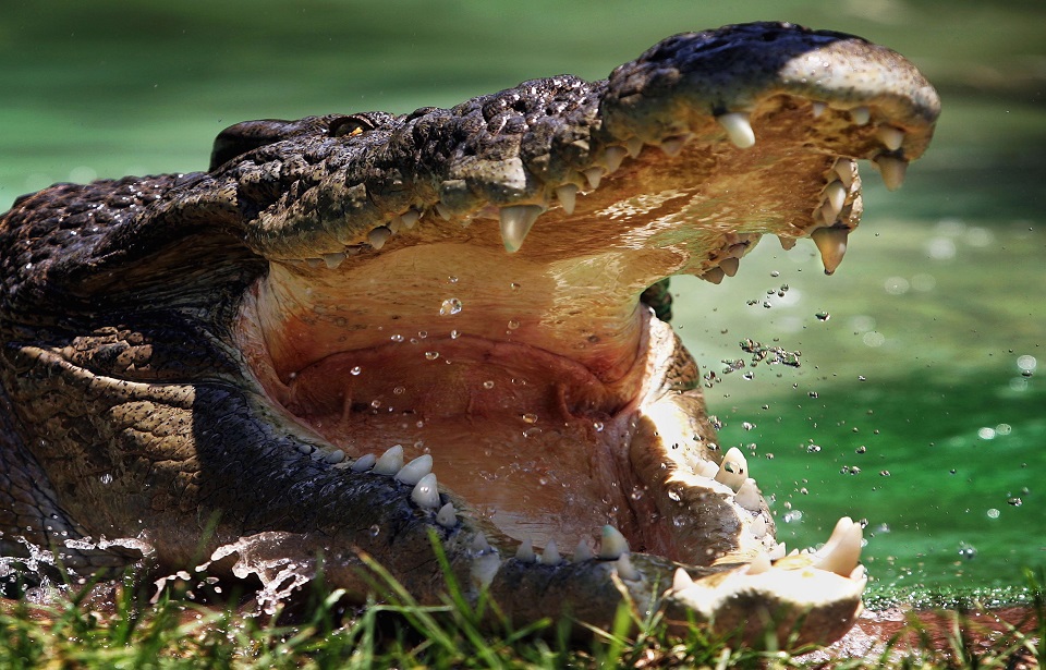 SYDNEY, NSW - JANUARY 23:  A Saltwater Crocodile is pictured at the Australian Reptile Park January 23, 2006 in Sydney, Australia.  (Photo by Ian Waldie/Getty Images)