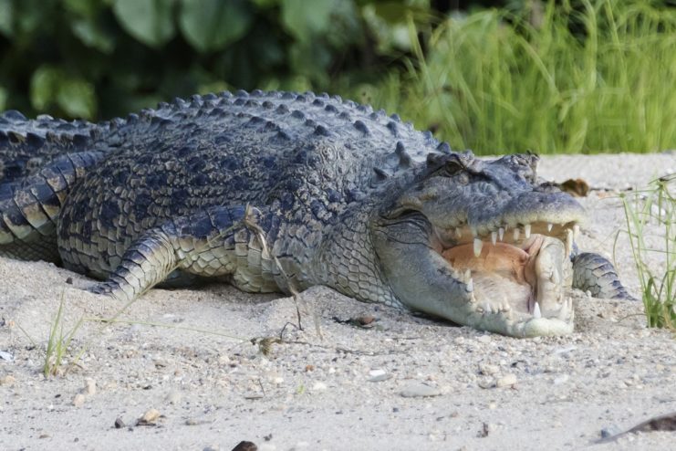 Saltwater Crocodile Ramree Island