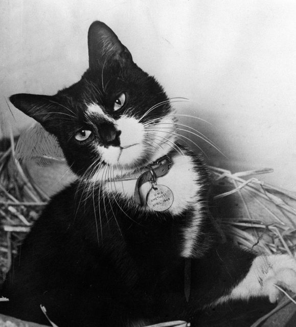 Simon the Cat and a war medal
