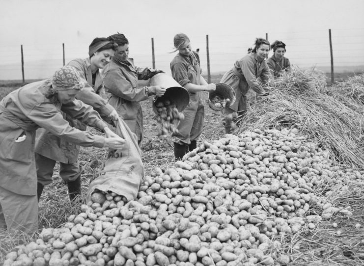 Six members of the Women's Land Army (WLA) covering a pile of potatoes with straw
