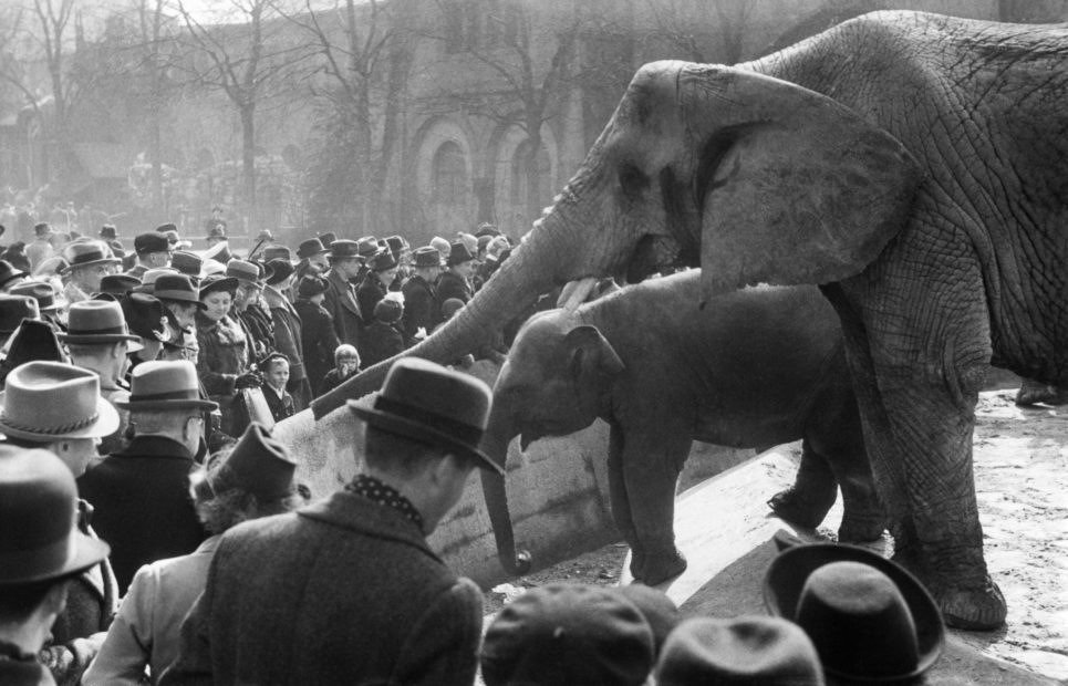 Elephants entertain the crowd at the Berlin Zoo