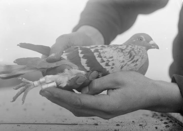 Cher Ami sitting in someone's hands