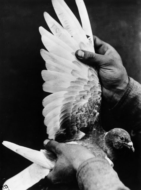 A pigeon's wing being lifted up by a pair of hands