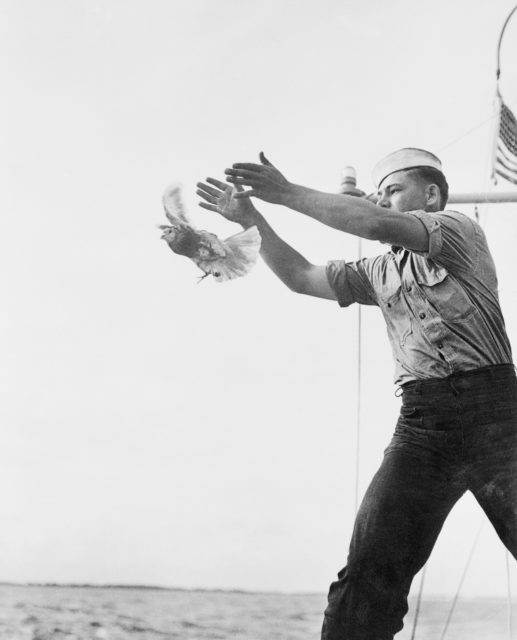 Sailor releasing a messenger pigeon