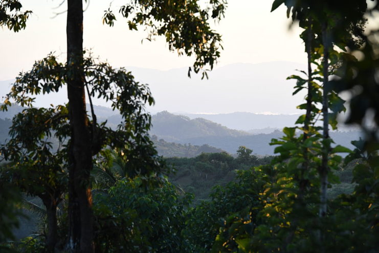 View of the foliage on Timor