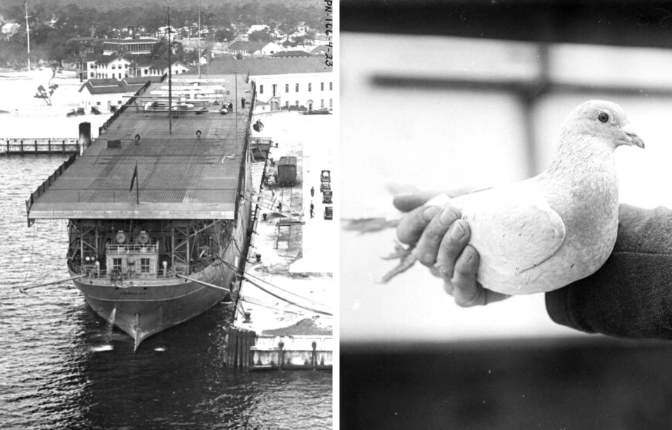 USS Langley (CV-1) at sea + Pigeon sitting in someone's hand