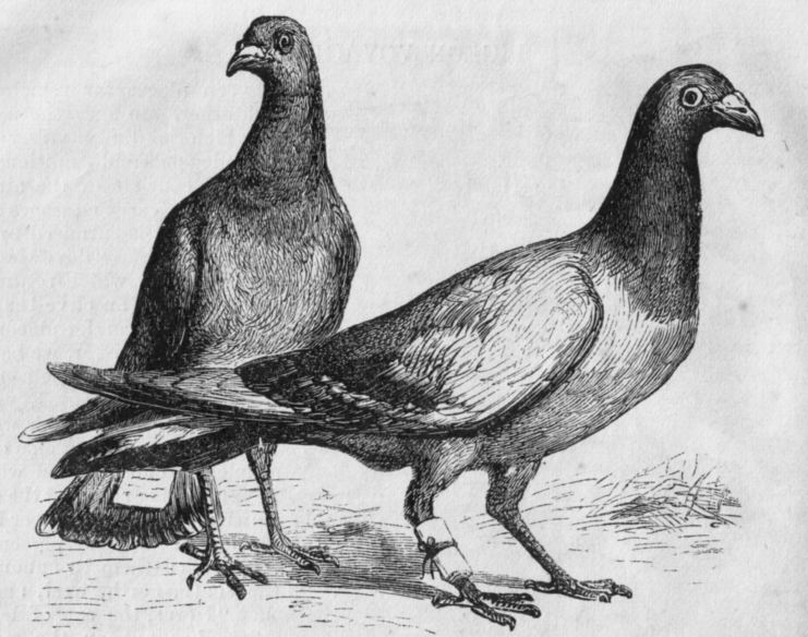 Sketch of carrier pigeons with messages at the ankles