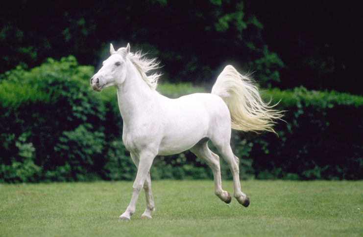 Lipizzaner horse running in a field