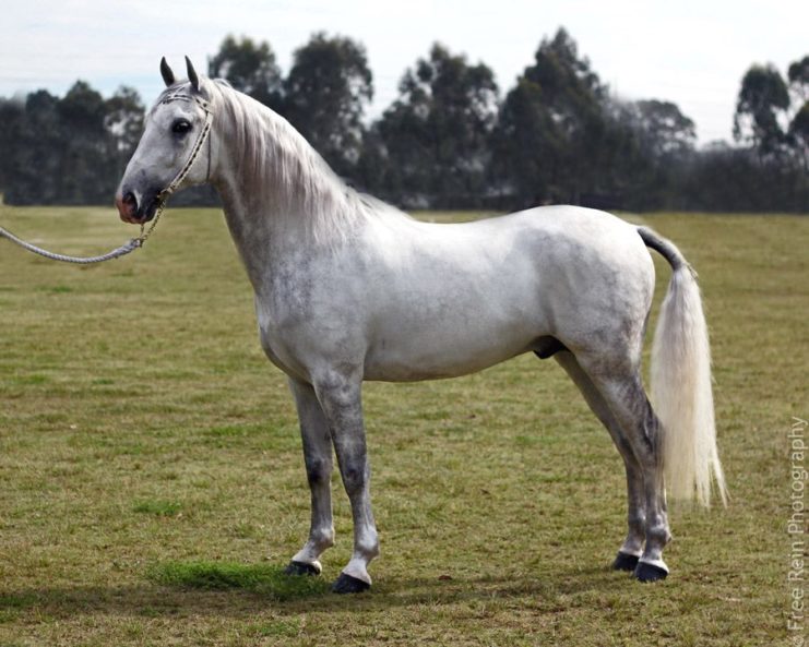 Lipizzaner horse standing in a field