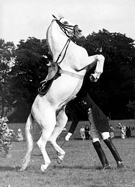 Lipizzaner horse on its two hind legs