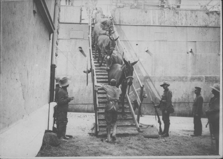 Men leading mules down a steep flight of stairs