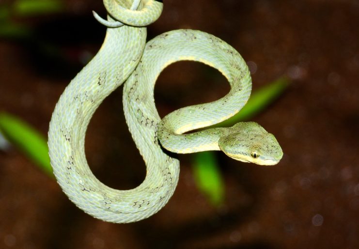 Bamboo pit viper hanging from a tree branch