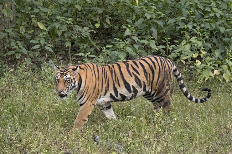 Bengal tiger walking through grass