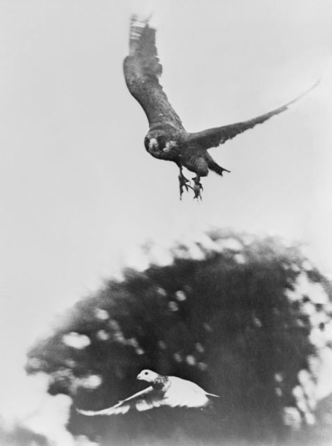 Ursula, a peregrine falcon, swooping down on a carrier pigeon
