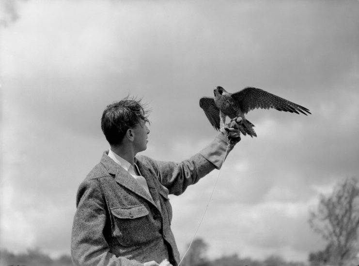 Ursula, a peregrine falcon, preparing to fly away from a falconer