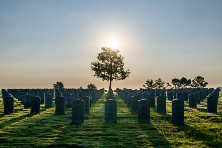 Tree standing among rows of gravestones at Houston National Cemetery