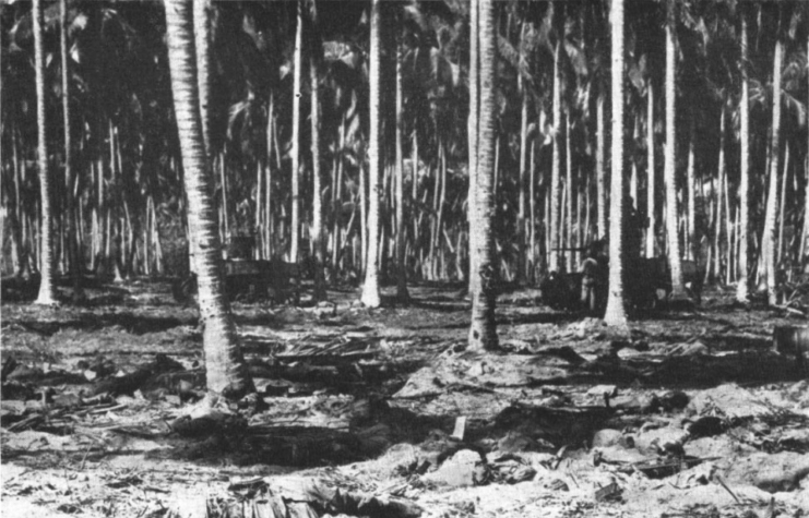 Grove of coconut trees on Guadalcanal