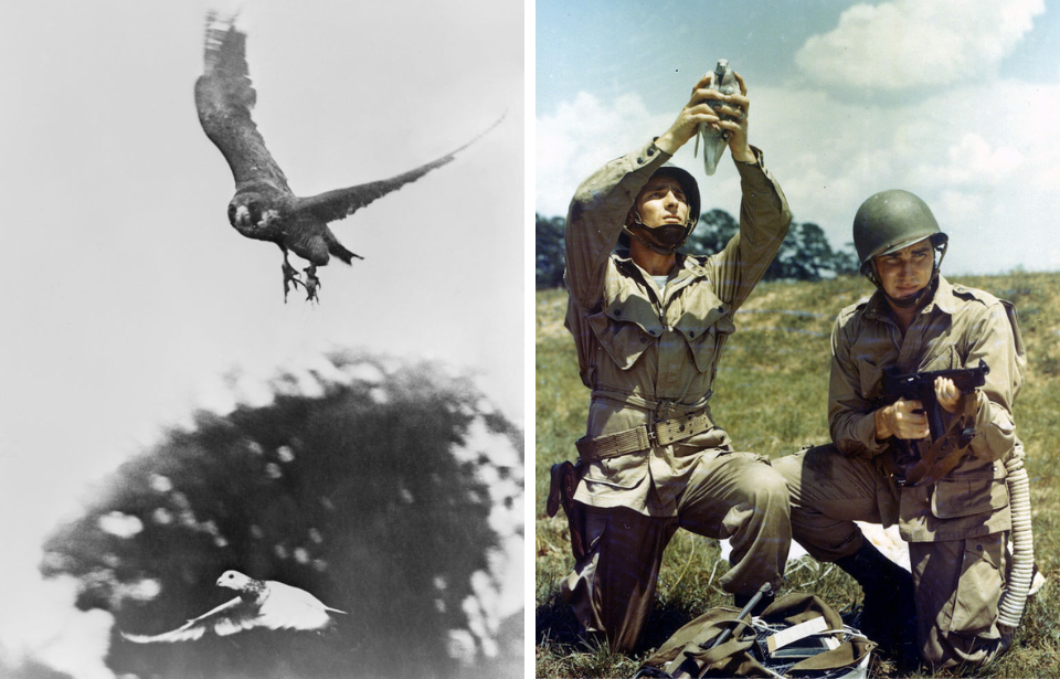 Ursula, a peregrine falcon, swooping down to attack a carrier pigeon + Two soldiers releasing a carrier pigeon into the air