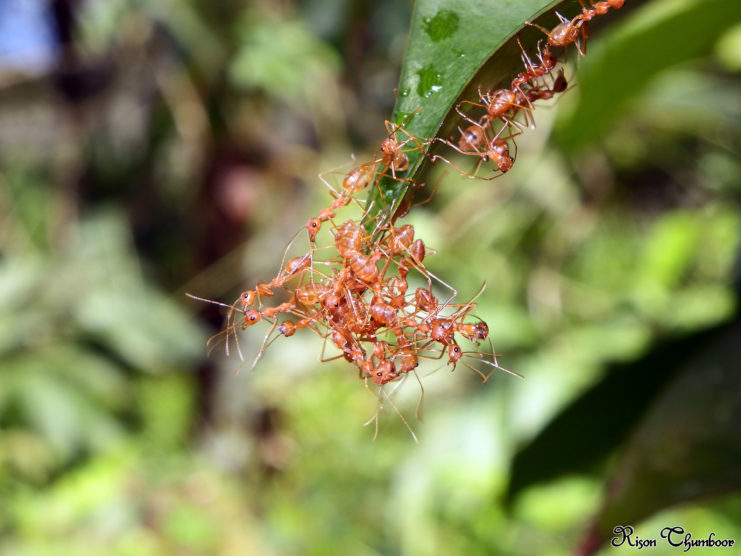 Weaver ants gathered at the edge of a leaf