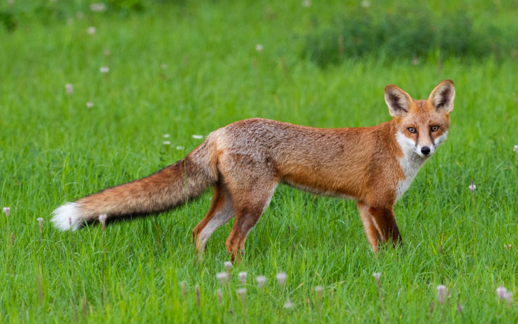 Red fox standing in a grassy field