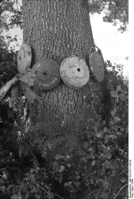 Teller mines attached to the trunk of a tree