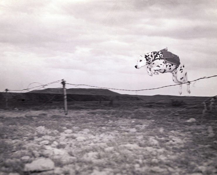 Dalmatian jumping over a barbed wire fence