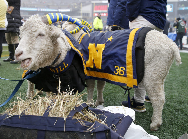 Bill the Goat standing before a sports bag filled with hay