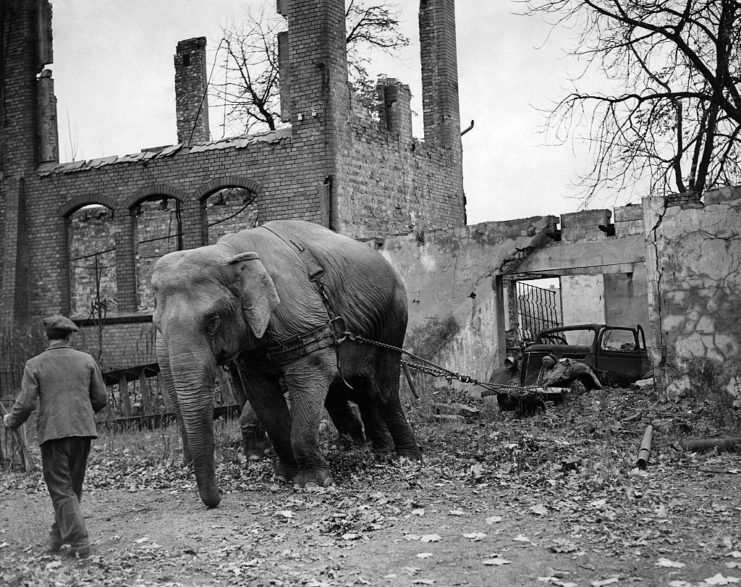 Two elephants pulling a car out of a wrecked building
