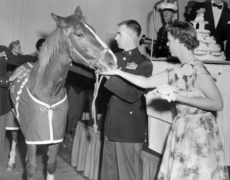 Sergeant Reckless being fed by Mrs. Pederson while Lt. Eric Pederson stands beside her