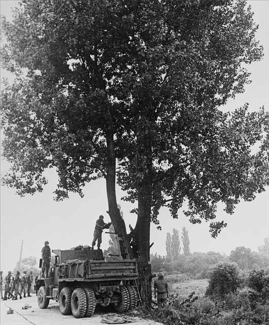 Military personnel cutting down a cottonwood tree