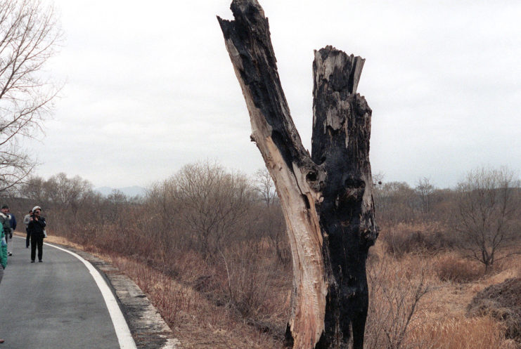 Individuals walking near the stump of the poplar tree at the center of the Korean Axe Murder Incident