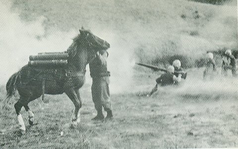 Sergeant Reckless on the battlefield with US Marines