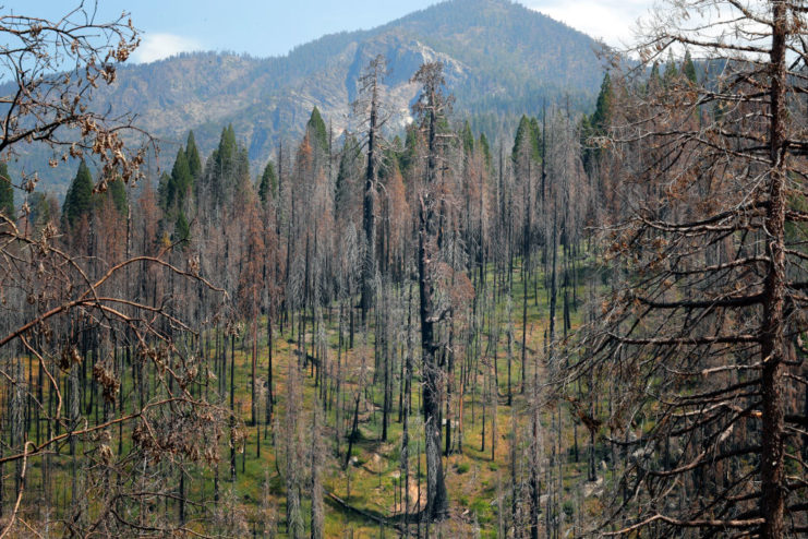 Burned sequoia trees in Sequoia National Forest