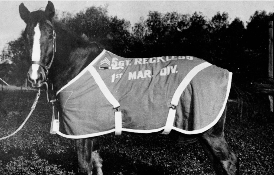 Sergeant Reckless standing outside