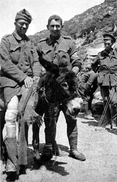 John Simpson Kirkpatrick using Duffy the donkey to transport an injured soldier