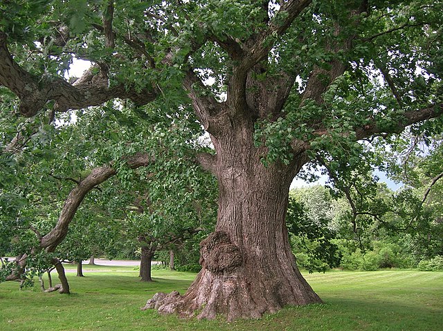 White oak tree in the middle of a park
