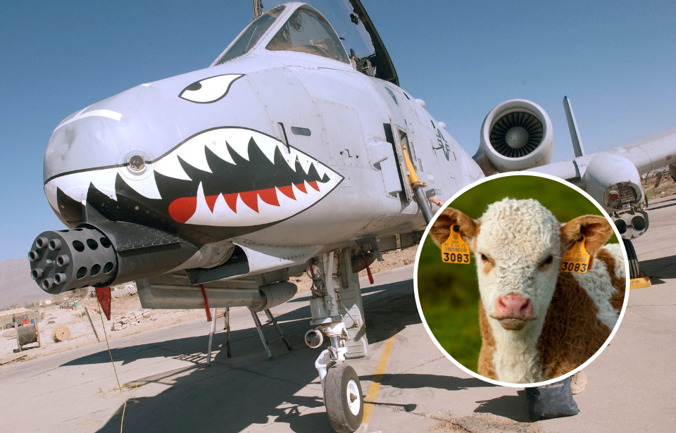 Fairchild Republic A-10 Thunderbolt II parked on a runway + Portrait of a cow