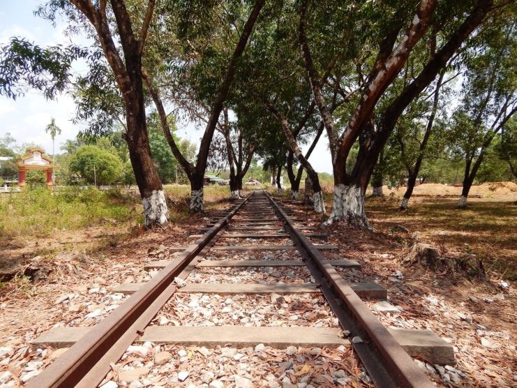 Railway tracks passing under two lines of trees
