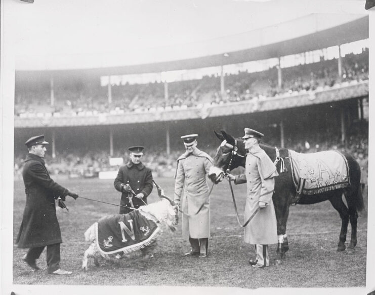 Two midshipmen and two cadets standing with a goat and a mule in the middle of a football field