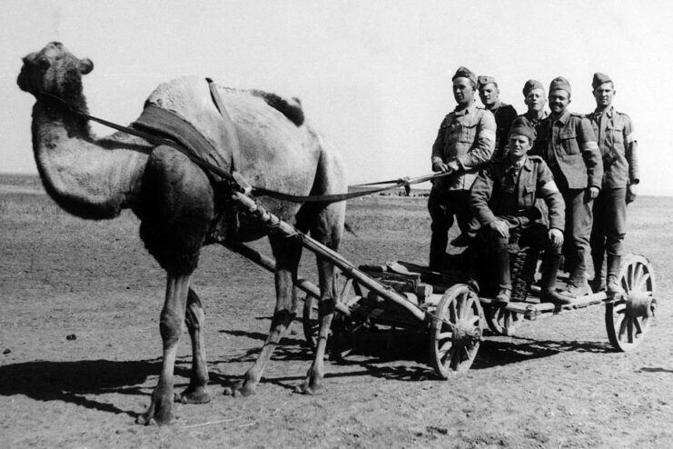 Romanian soldiers standing on a wooden cart that's being pulled by a camel